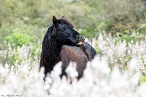 Wildpferd im Affodil