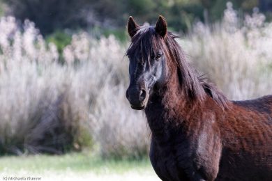 wildpferde-auf-der-giara_18