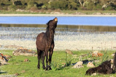 wildpferde-auf-der-giara_19