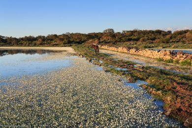 wildpferde-auf-der-giara_20