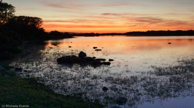 wildpferde-auf-der-giara_21