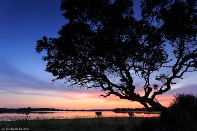 wildpferde-auf-der-giara_22