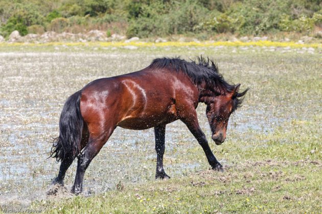 Wildpferd + Wassertropfen