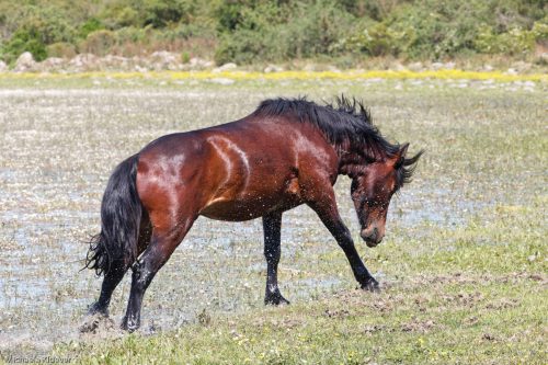 Wildpferd + Wassertropfen
