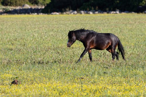 Wildpferd im Abendlicht