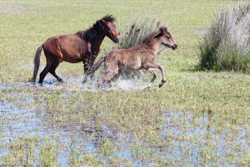 Wildpferde in Bewegung
