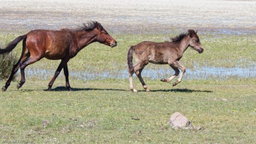 Wildpferde in Bewegung