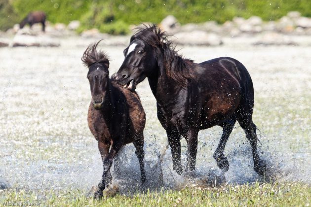 Wildpferde im Wasser