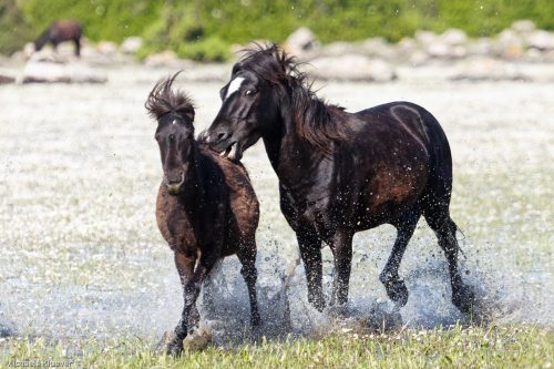 Wildpferde im Wasser