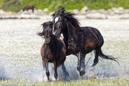 Wildpferde im Wasser