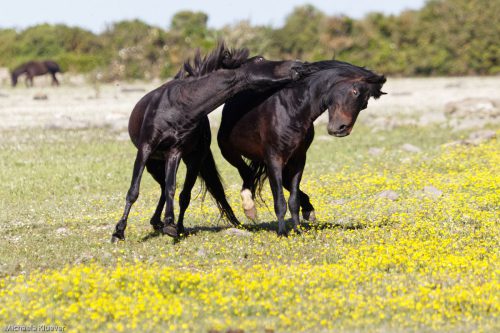 Sequenz: Rivalen 2