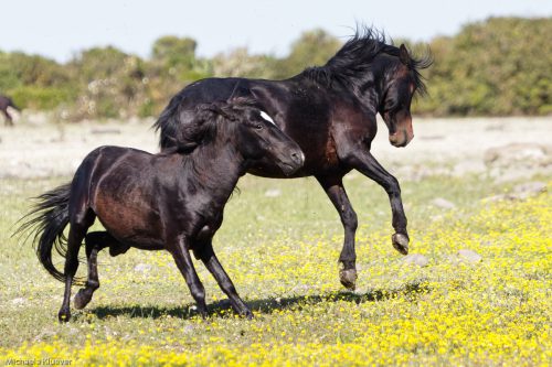 Sequenz: Rivalen 4