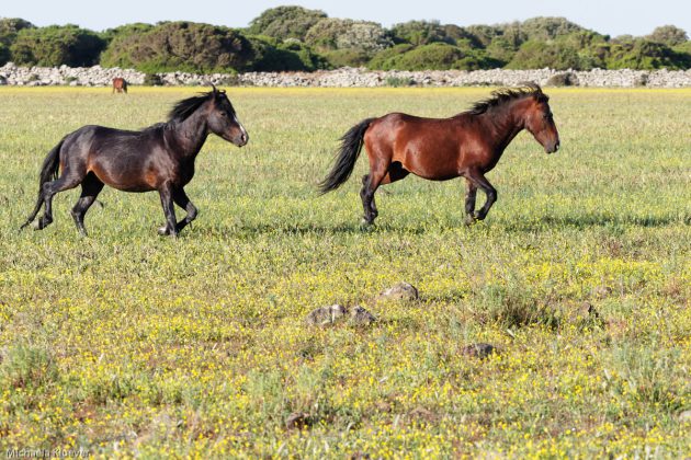 Wildpferde in Bewegung