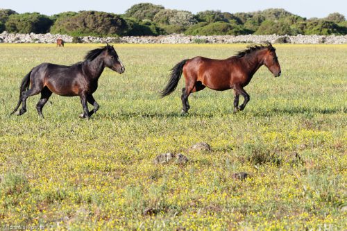 Wildpferde in Bewegung