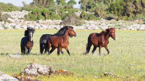 Wildpferde in Bewegung
