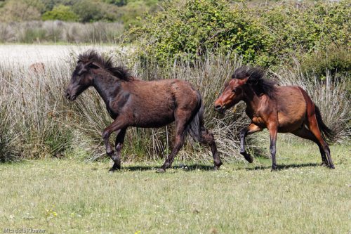 Wildpferde in Bewegung
