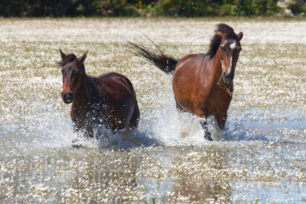 Wildpferde im Wasser