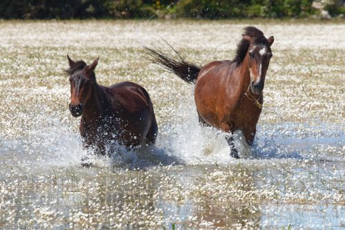 Wildpferde im Wasser