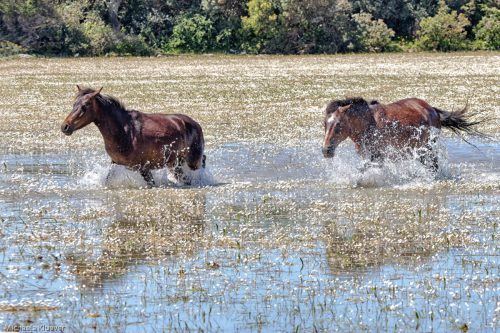 Wildpferde im Wasser