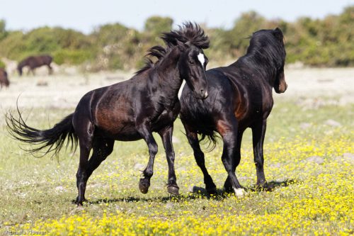 Wildpferde Rivalen