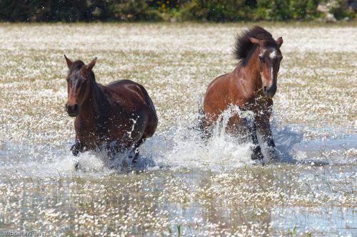 Wildpferde im Wasser