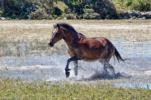 Wildpferd im Wasser