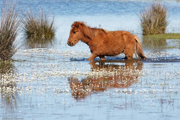 Junges Wildpferd im Wasser